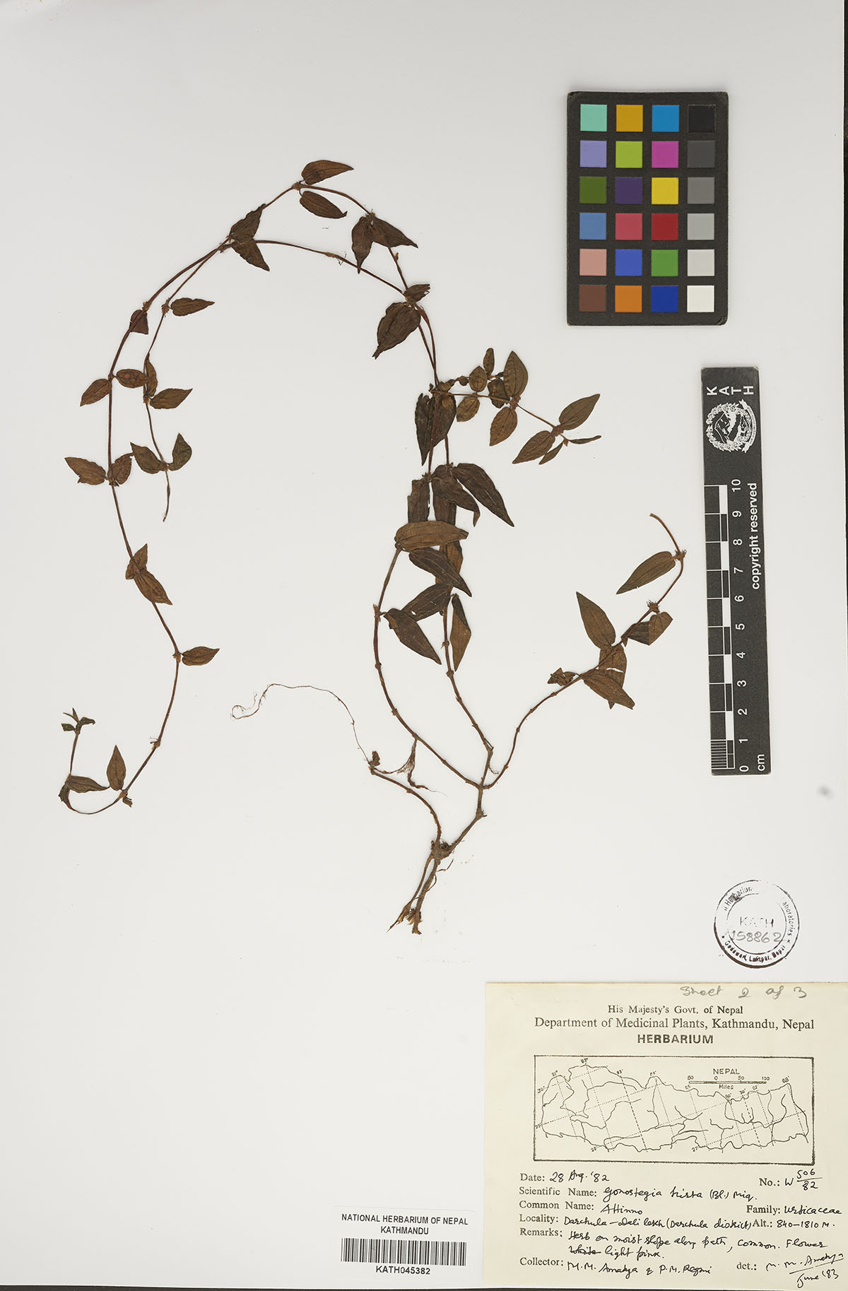 Gonostegia hirta (Bl.)  Miq