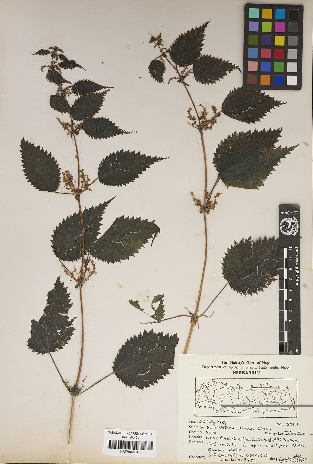 Urtica dioca L.