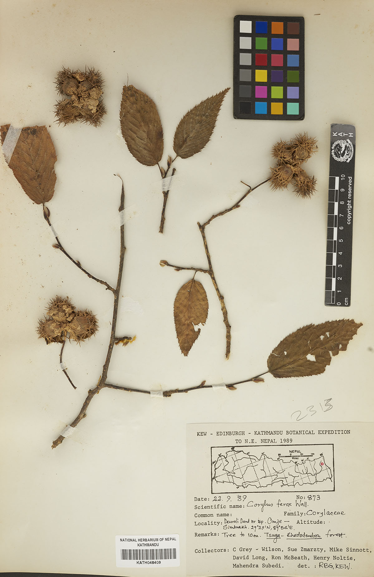 Corylus ferox 