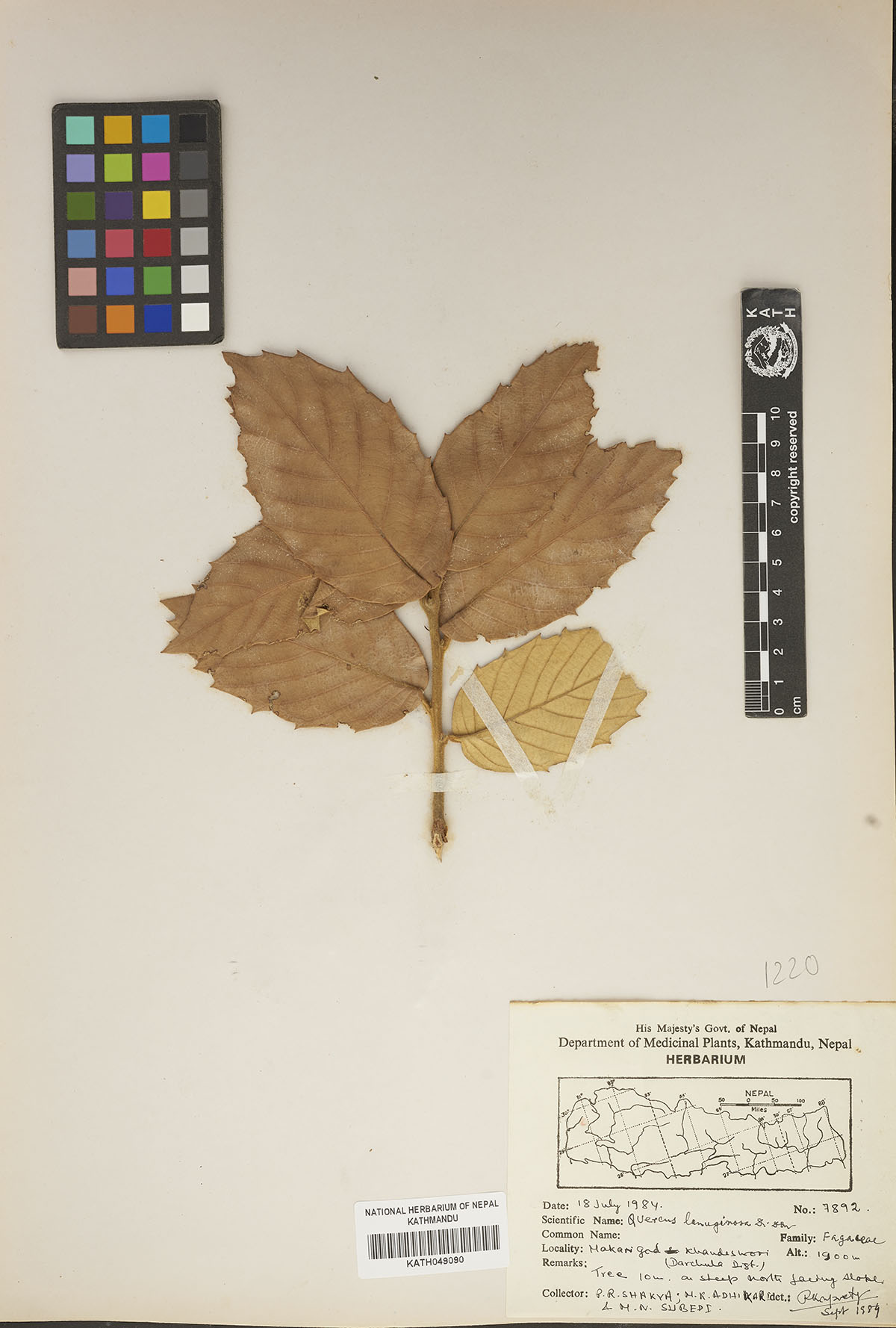 Quercus lanuginosa D. Don Quercus lanuginosa D. Don