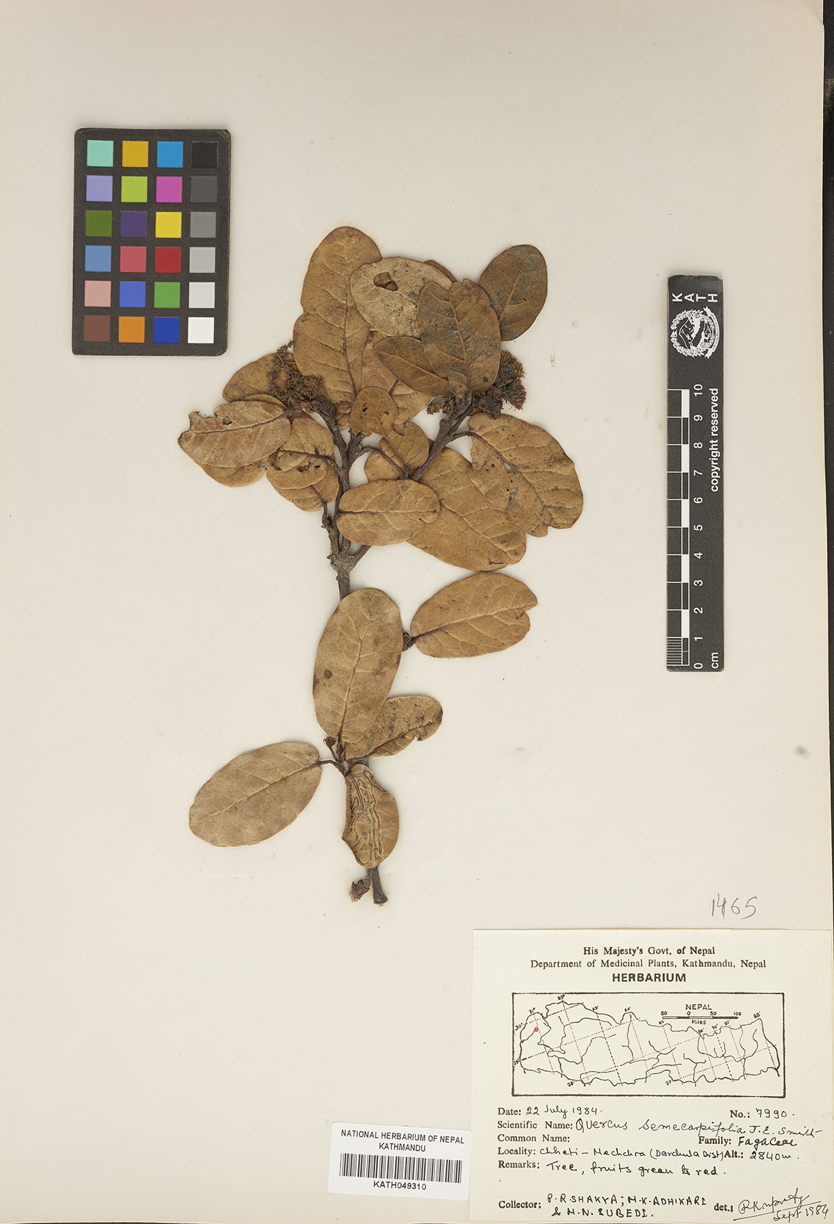 Plant Database System Herbarium And Plant Laboratories Kath