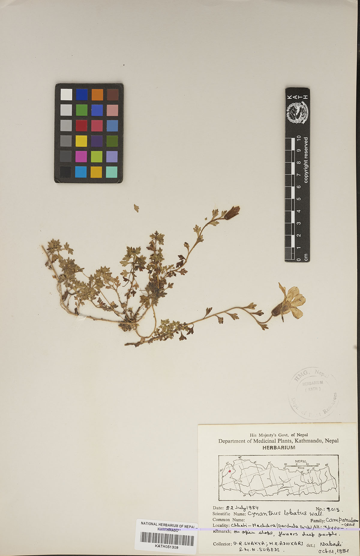 Cyananthus lobatus Wall.