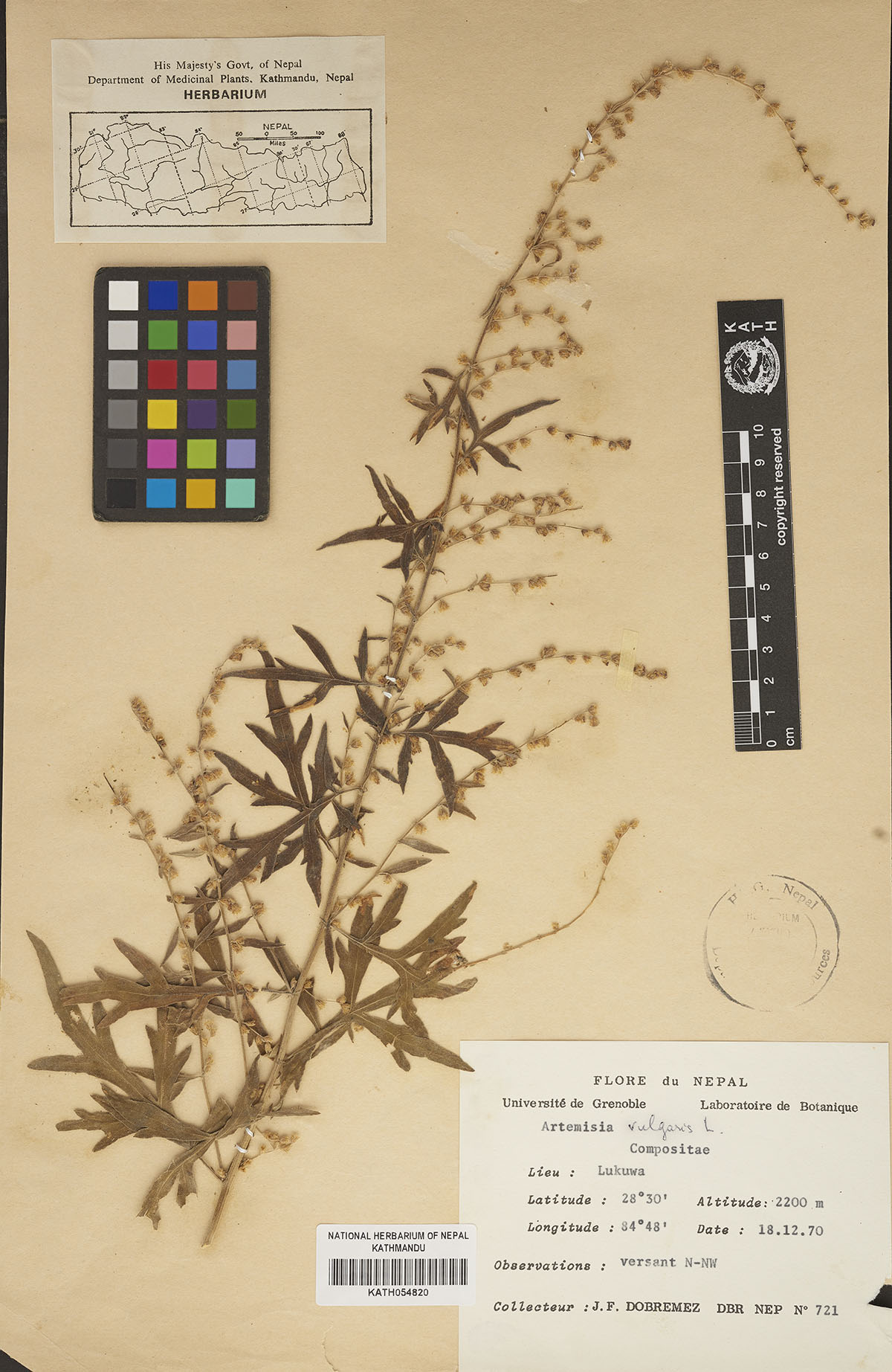 Artemisia vulgaris L.