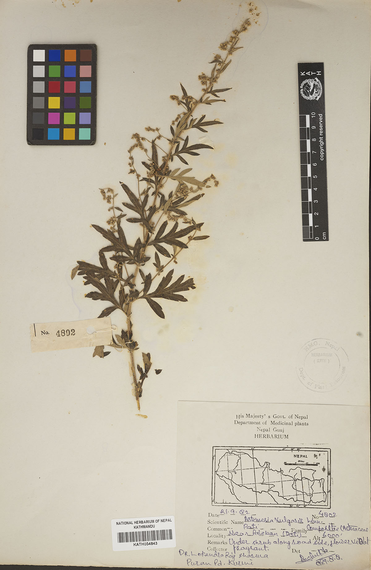 Artemisia vulgaris Linn.