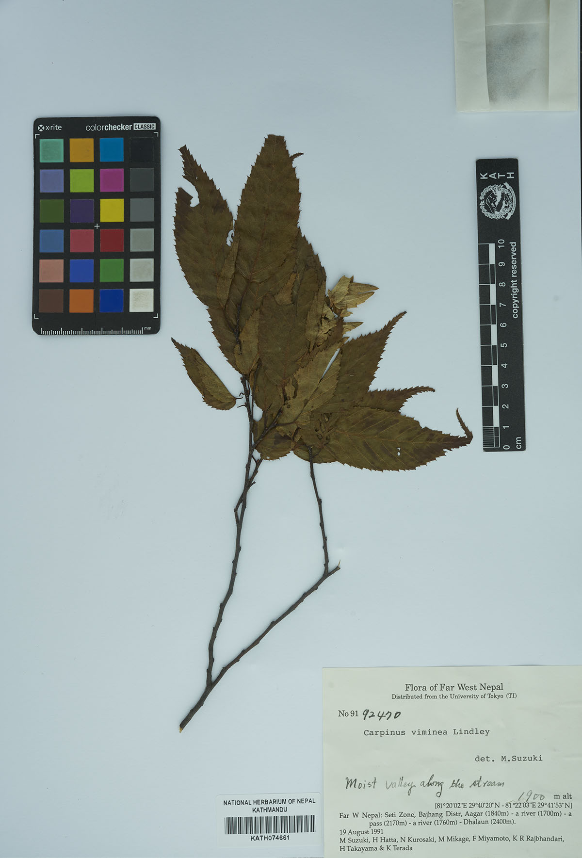 Carpinus viminea Lindley