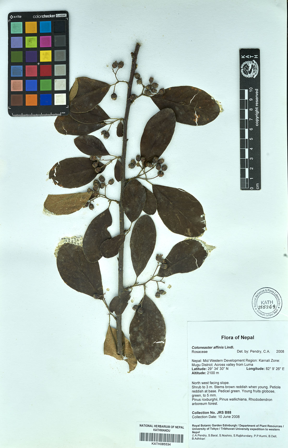 Cotoneaster affinis Lindl.