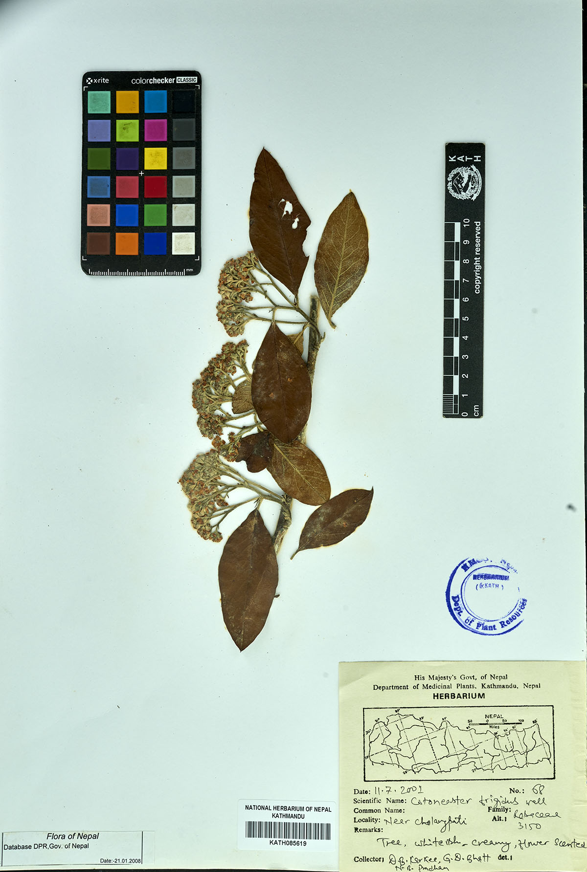 Cotoneaster frigidus Wall.