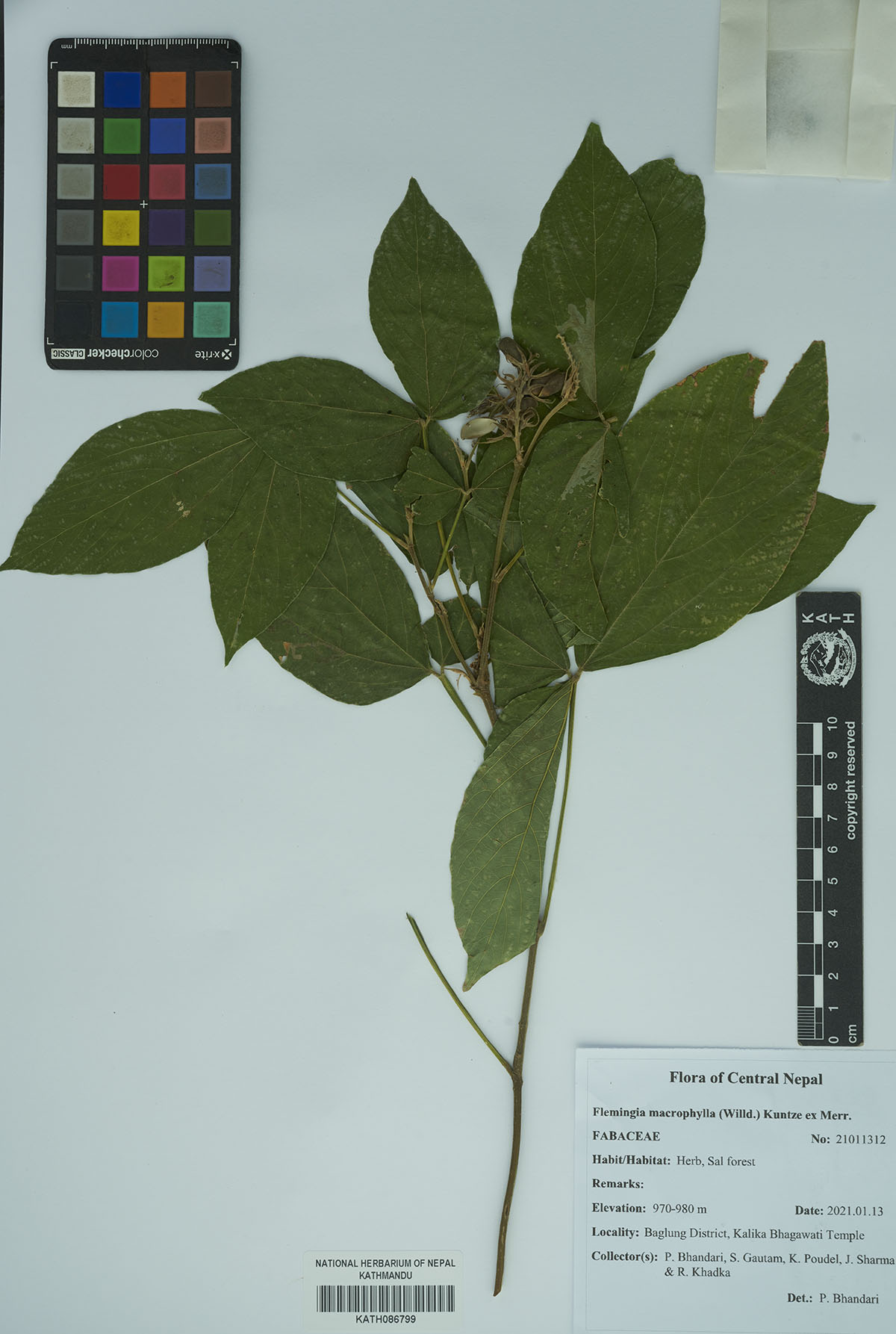 Flemingia macrophylla (Willd.) Kuntze ex Merr.