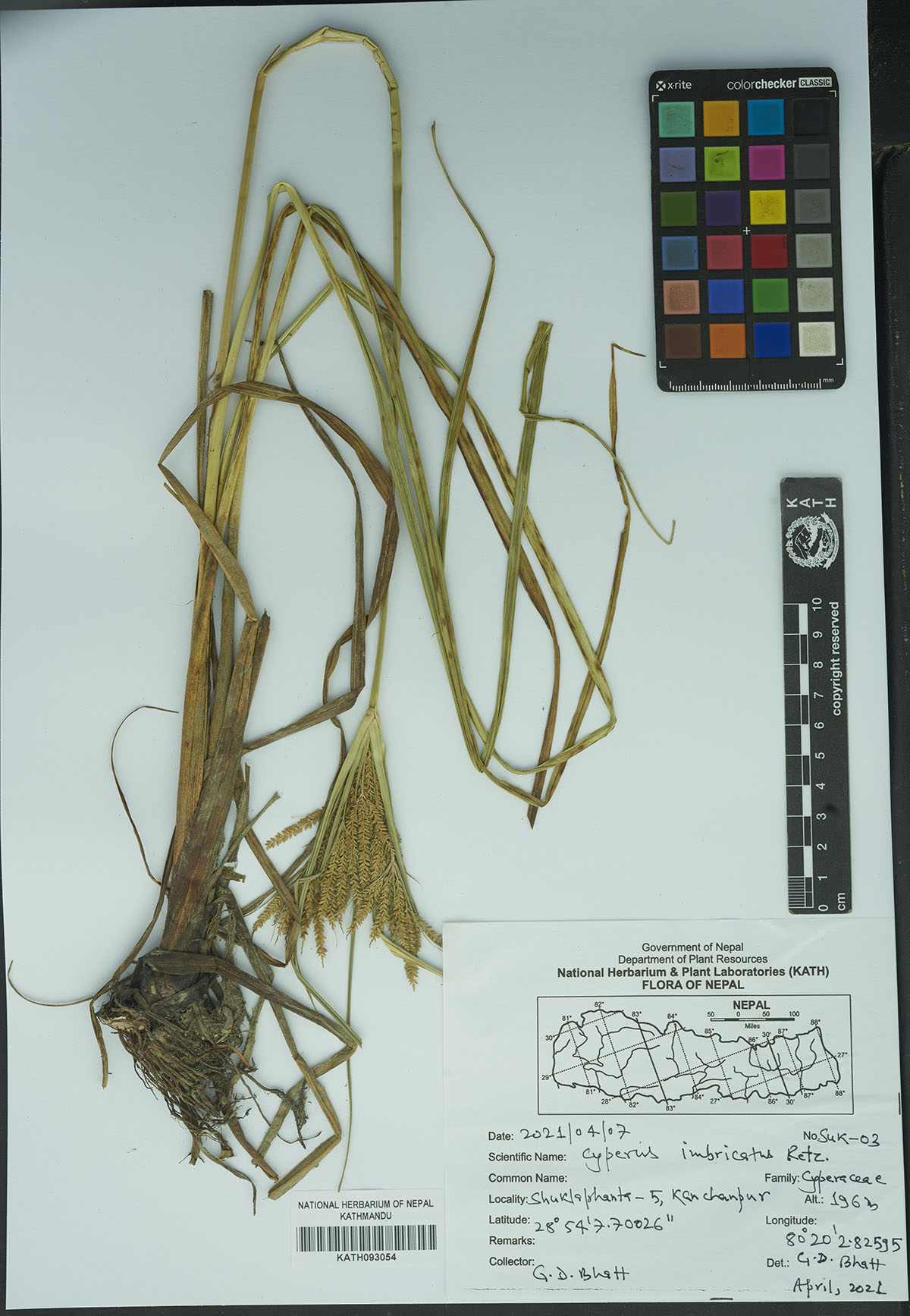 Cyperus imbricatus Retz.