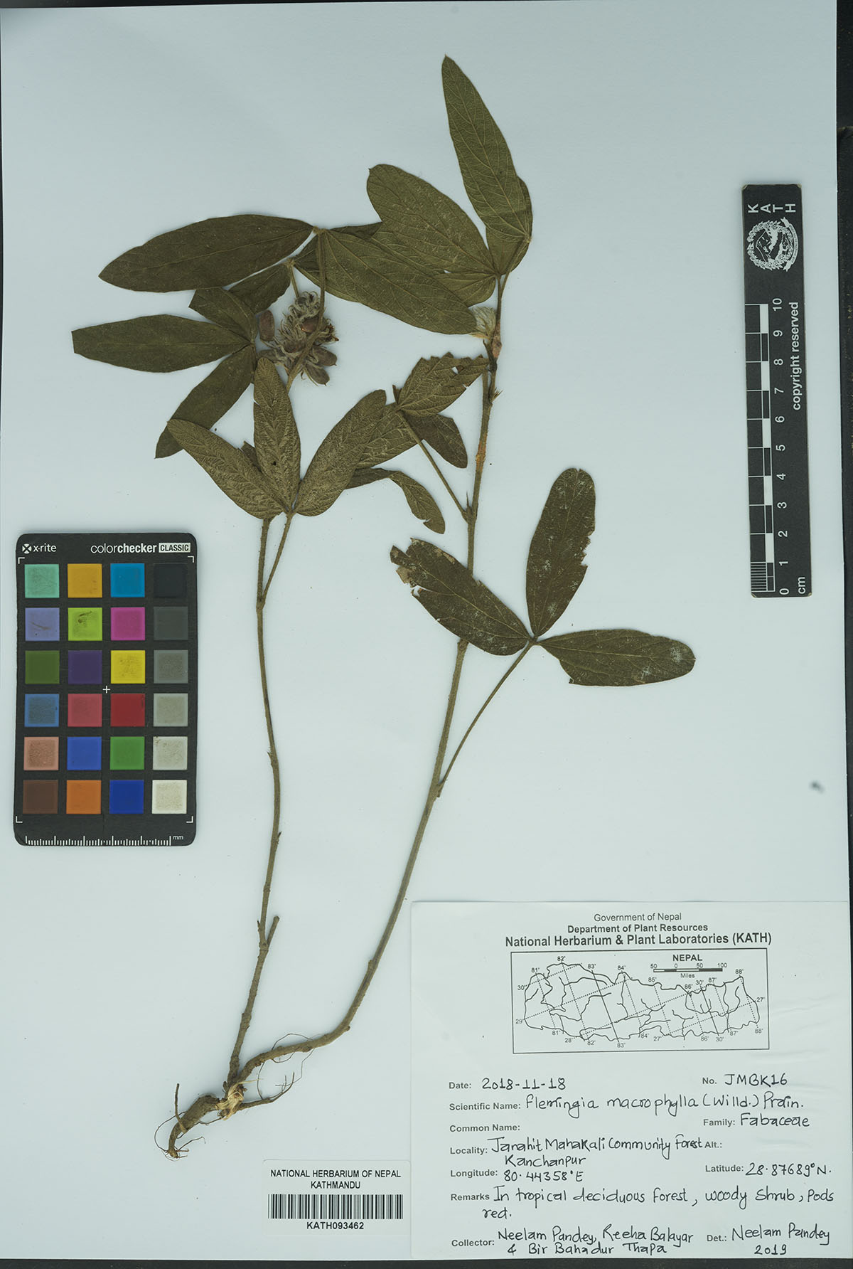 Flemingia macrophylla (Willd.) Prain.