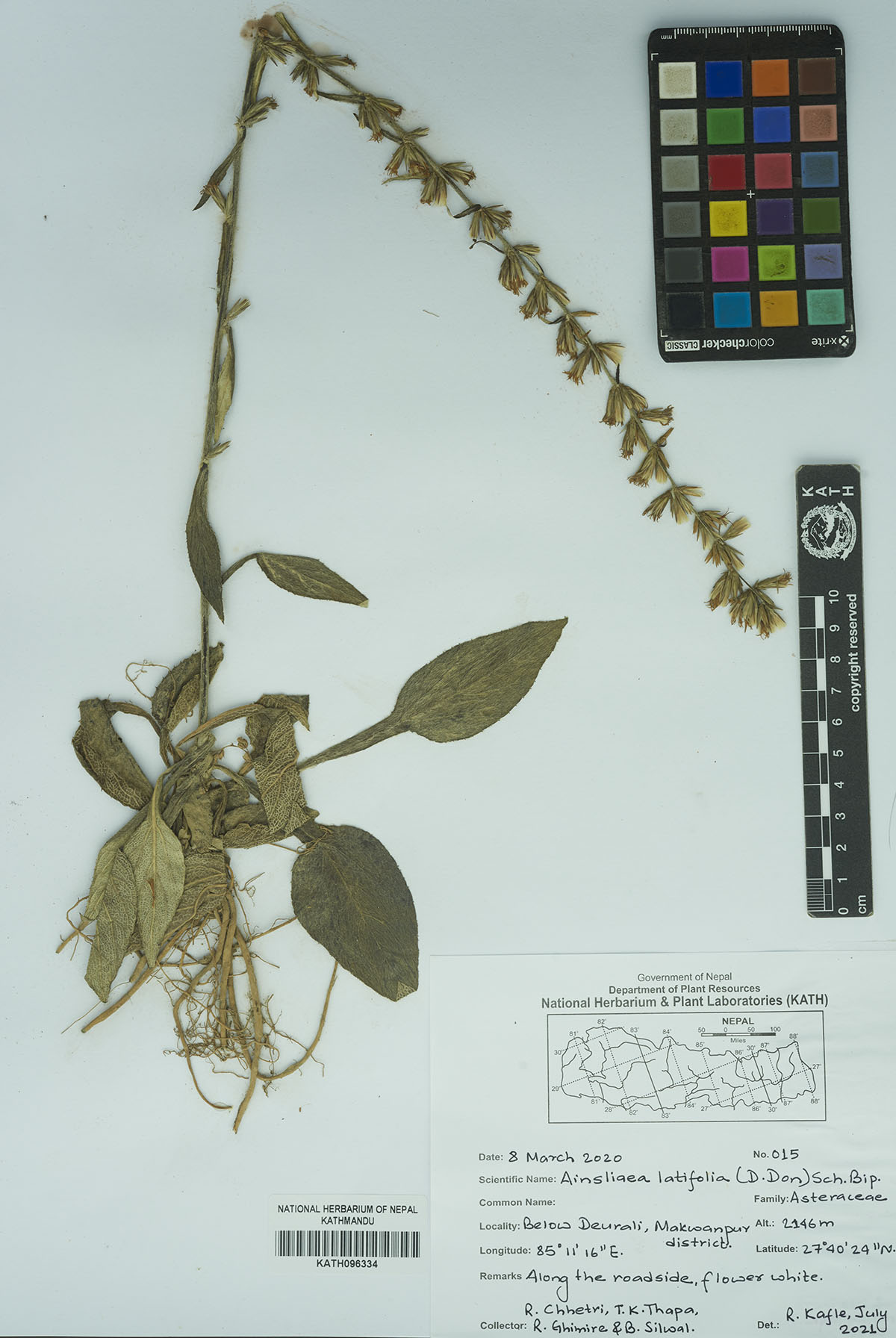Ainselia latifolia (D.Don) Sch. Bip.