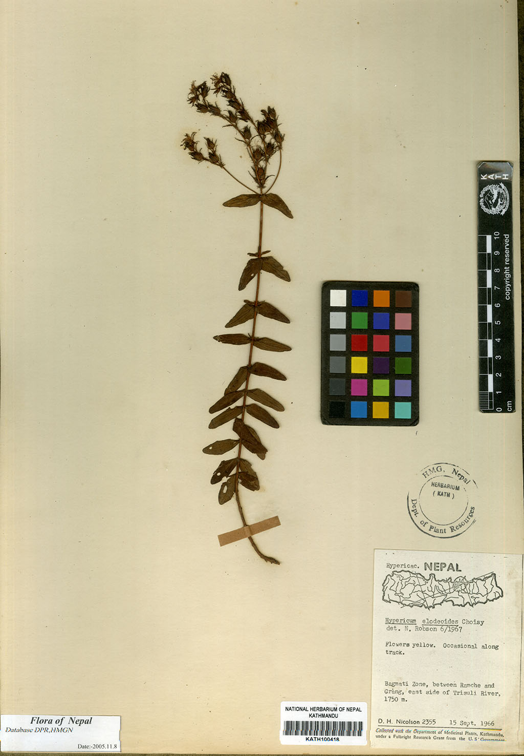 Hypericum elodeoides Choisy
