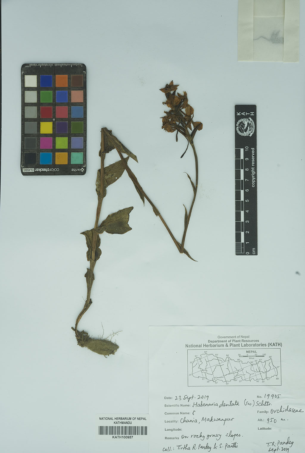 Habenaria dentata (Sw.) Schltr.