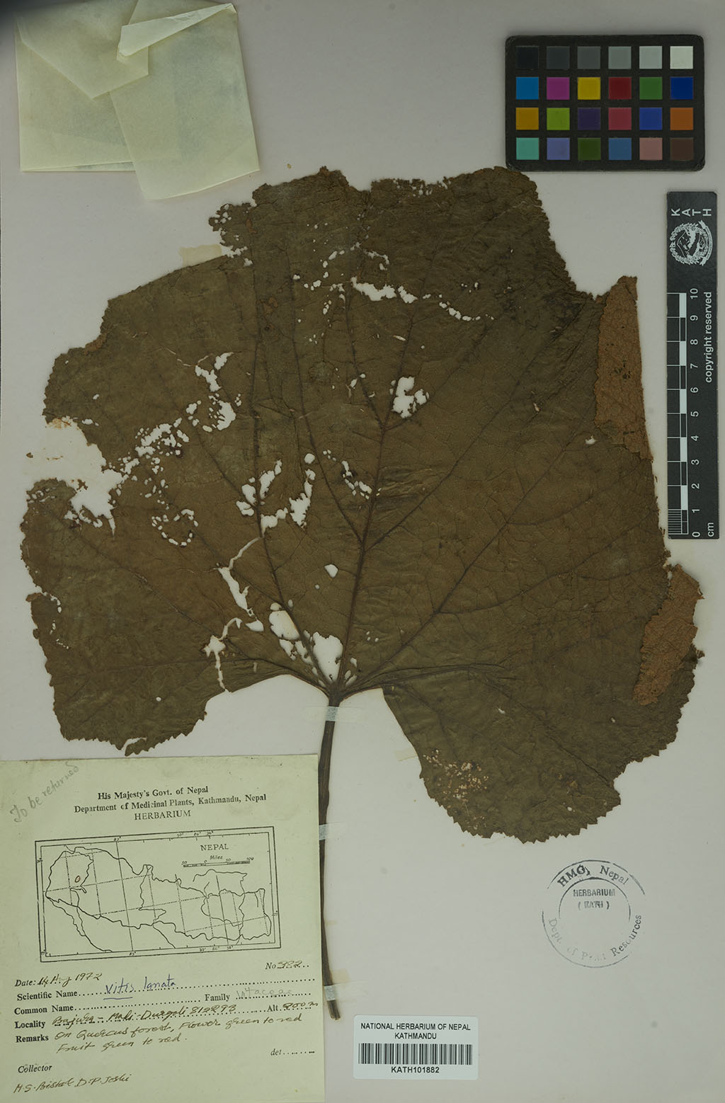 Vitis lanata Roxb.