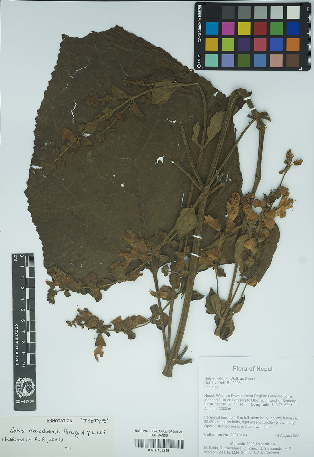 Salvia manasluensis Pendry & Y.K. Wei