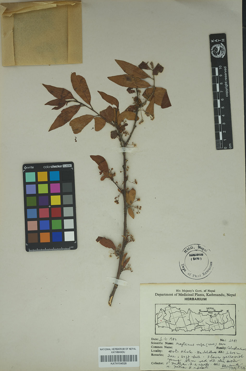 Maytenus rufa (Wall.)Hara