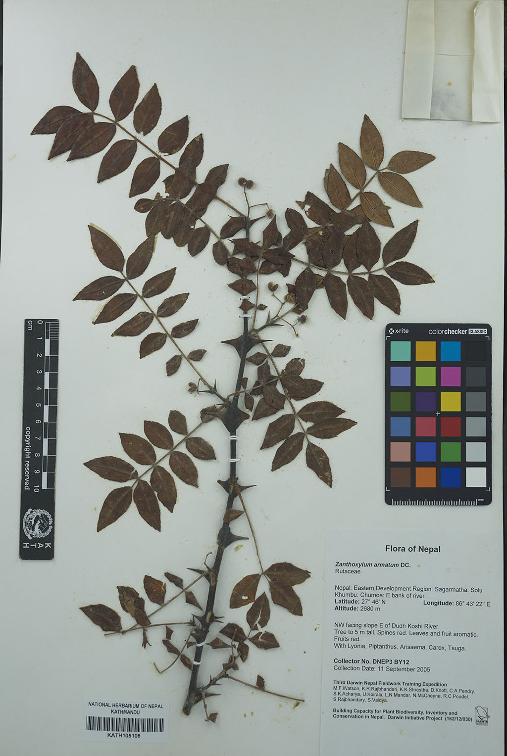 Zanthoxylum armatum DC.