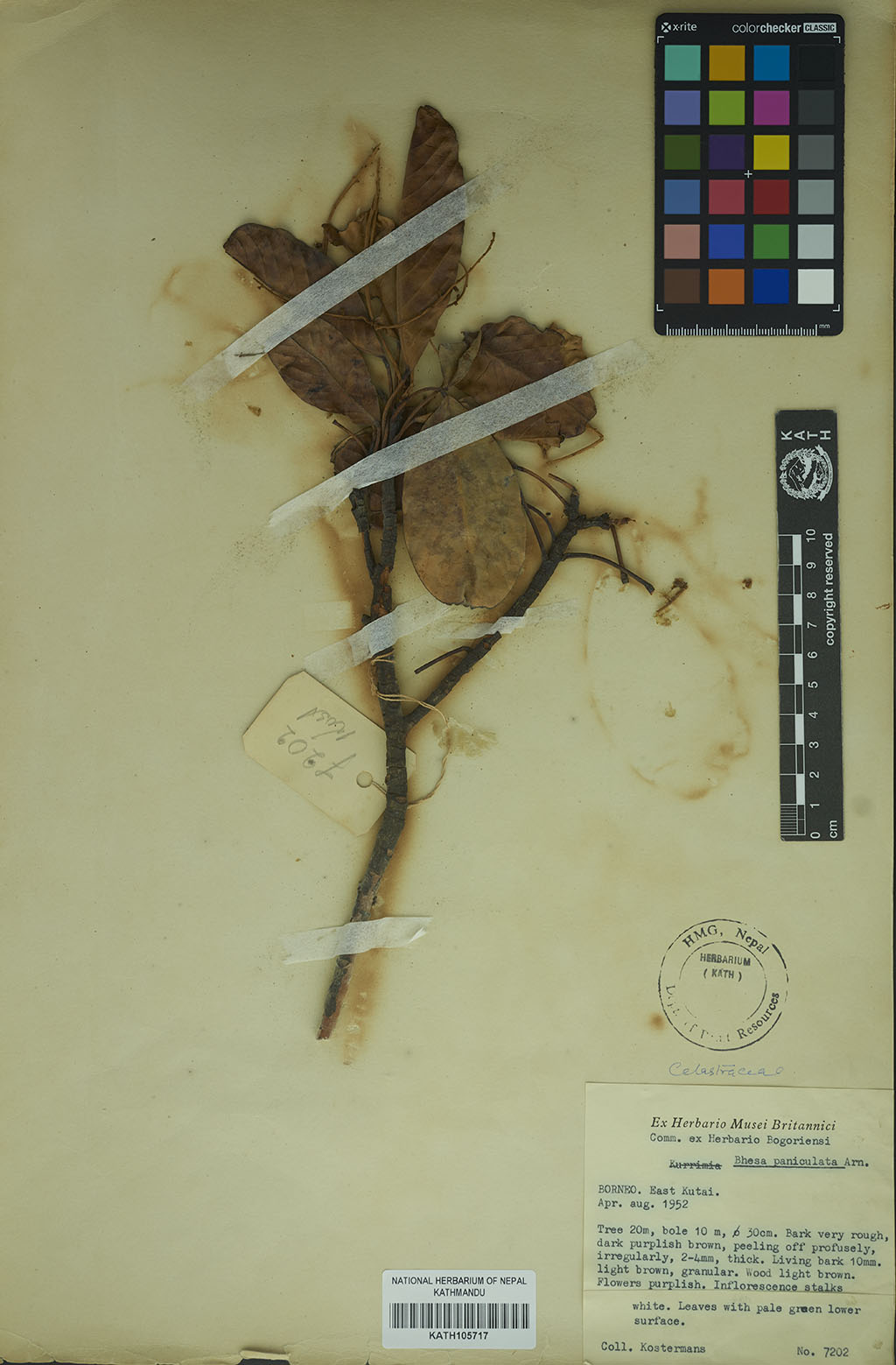 Bhesa paniculata Arn.