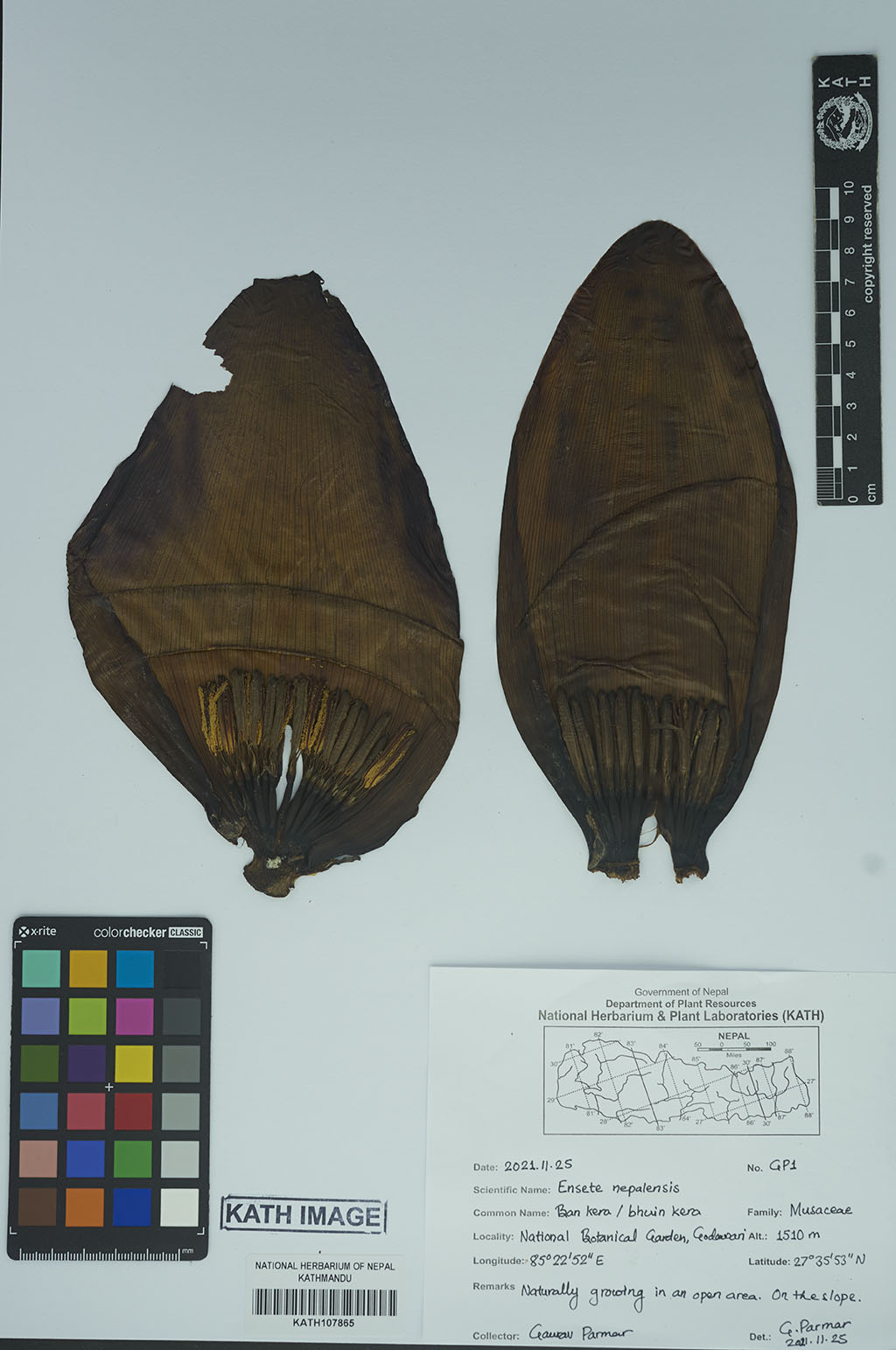 Ensete Nepalensis (Wall.) G.Parmar & Trias-Blasi