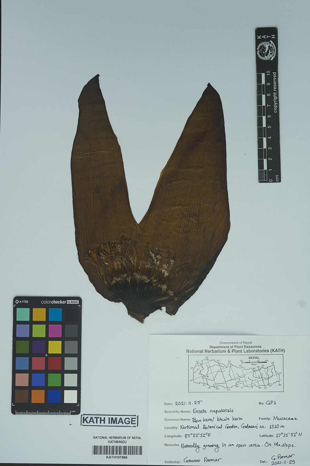 Ensete Nepalensis (Wall.) G.Parmar & Trias-Blasi