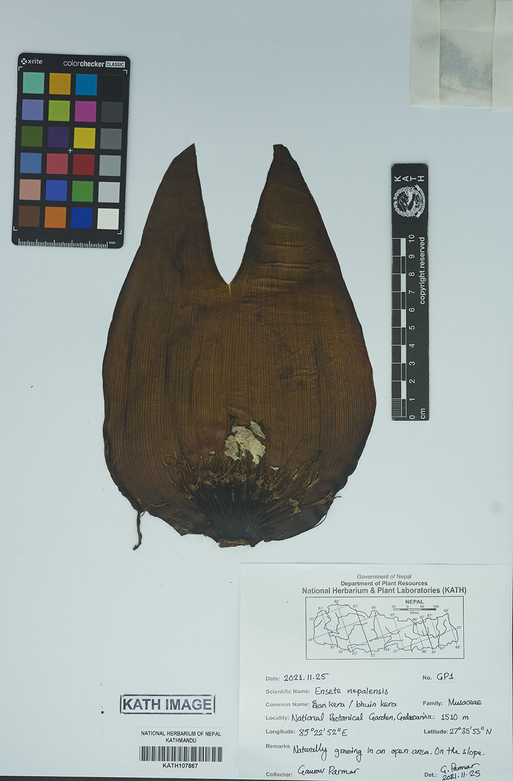 Ensete Nepalensis (Wall.) G.Parmar & Trias-Blasi