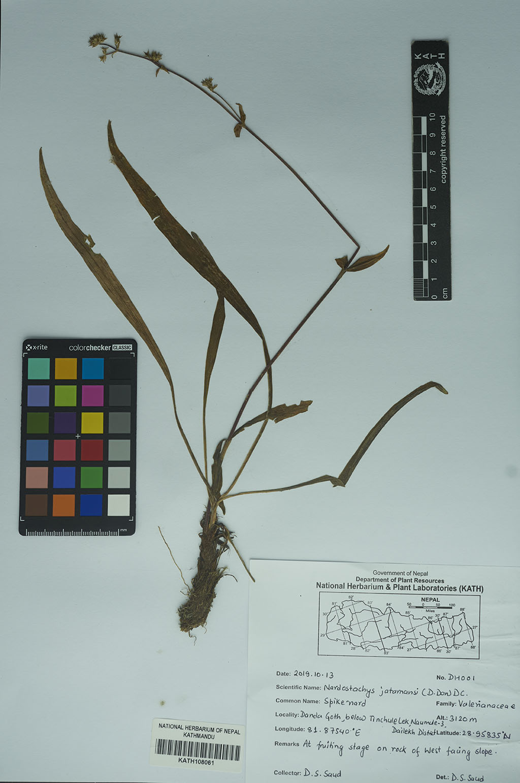 Nardostachys jatamansi (D.Don.) DC.