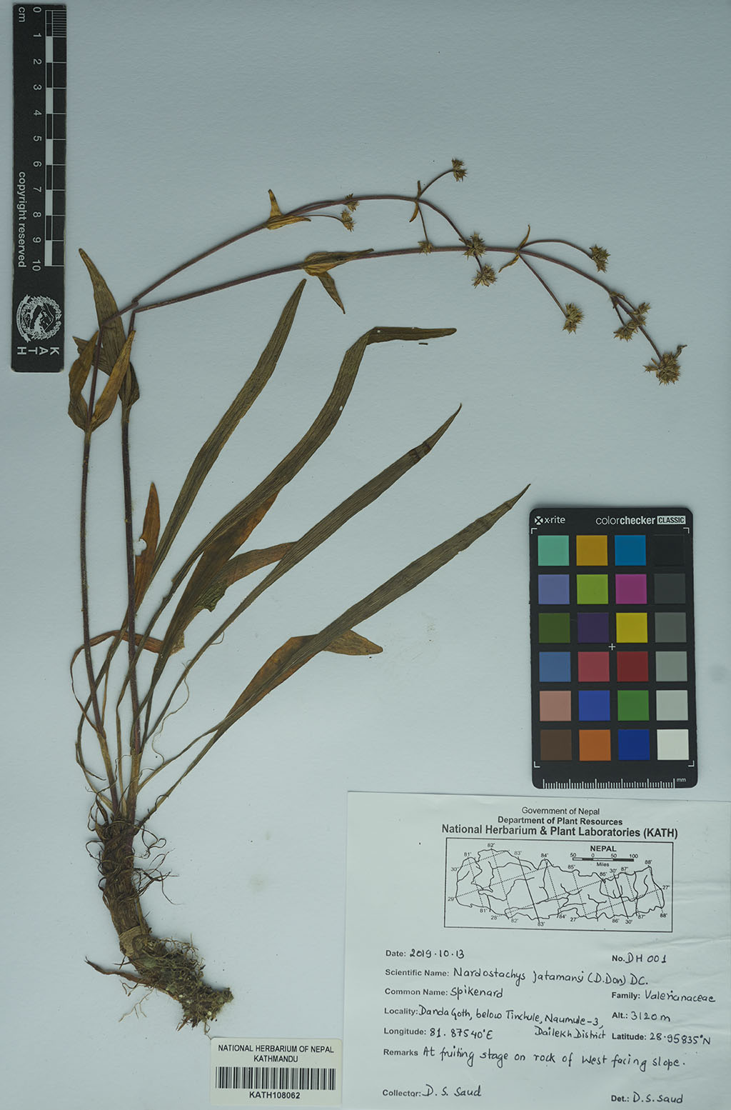 Nardostachys jatamansi (D.Don.) DC.