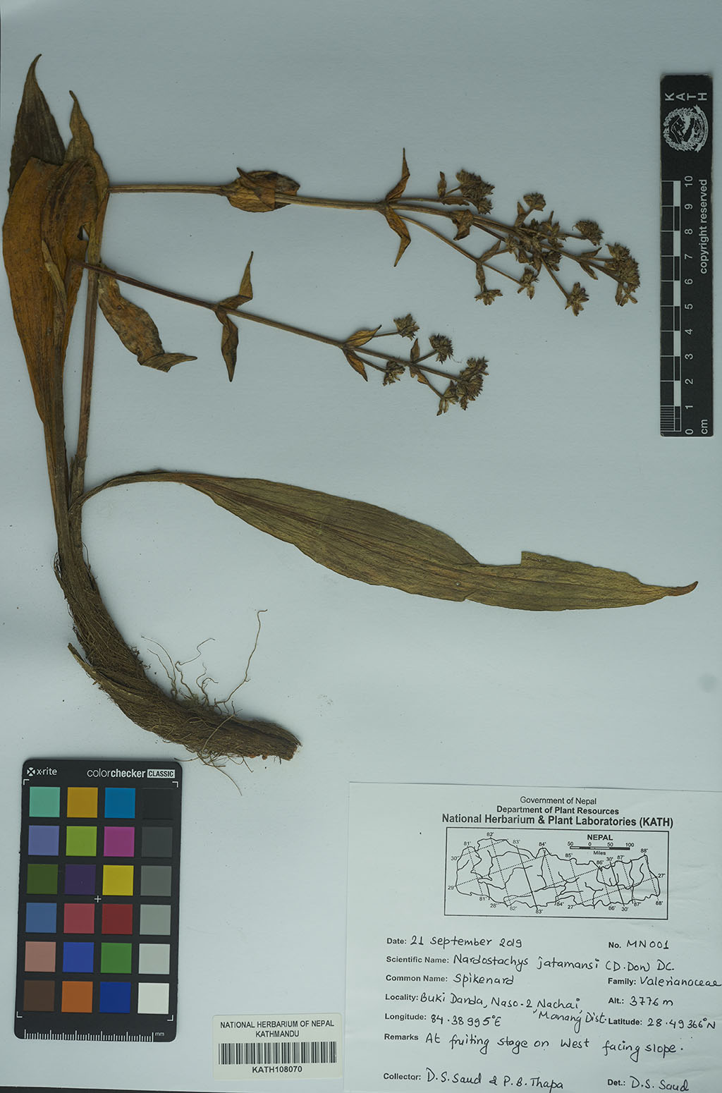 Nardostachys jatamansi (D.Don.) DC.