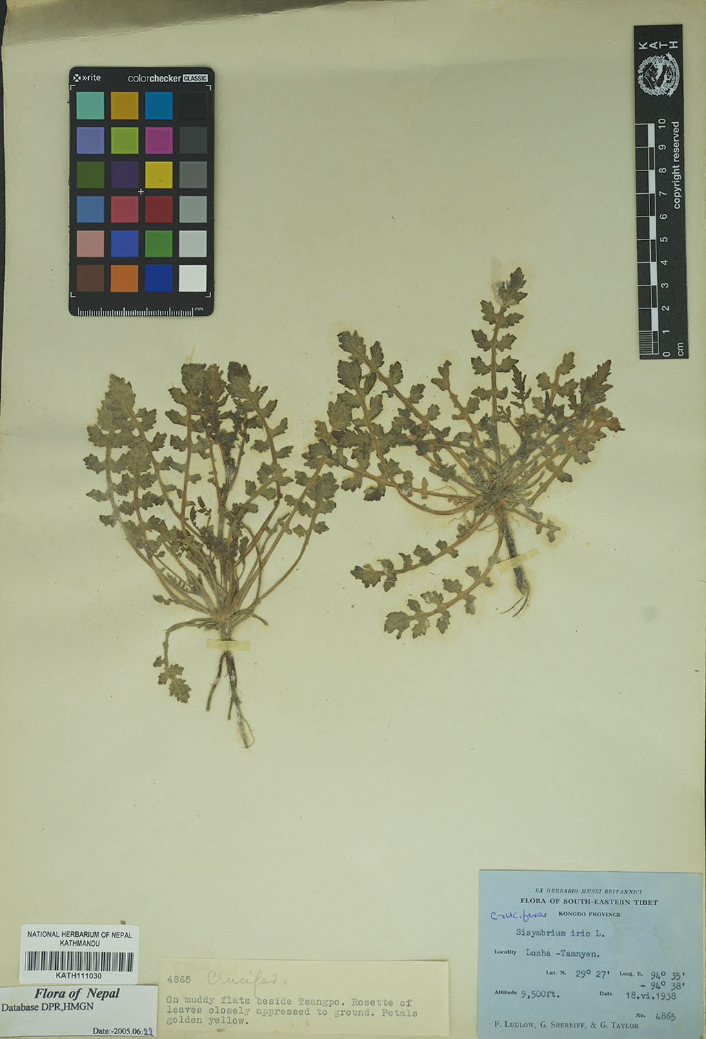 Sisymbrium irio L. Sisymbrium irio L.