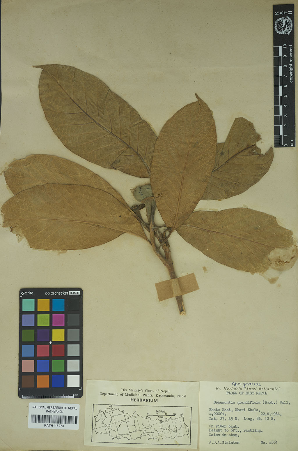 Beaumontia grandiflora Wall.