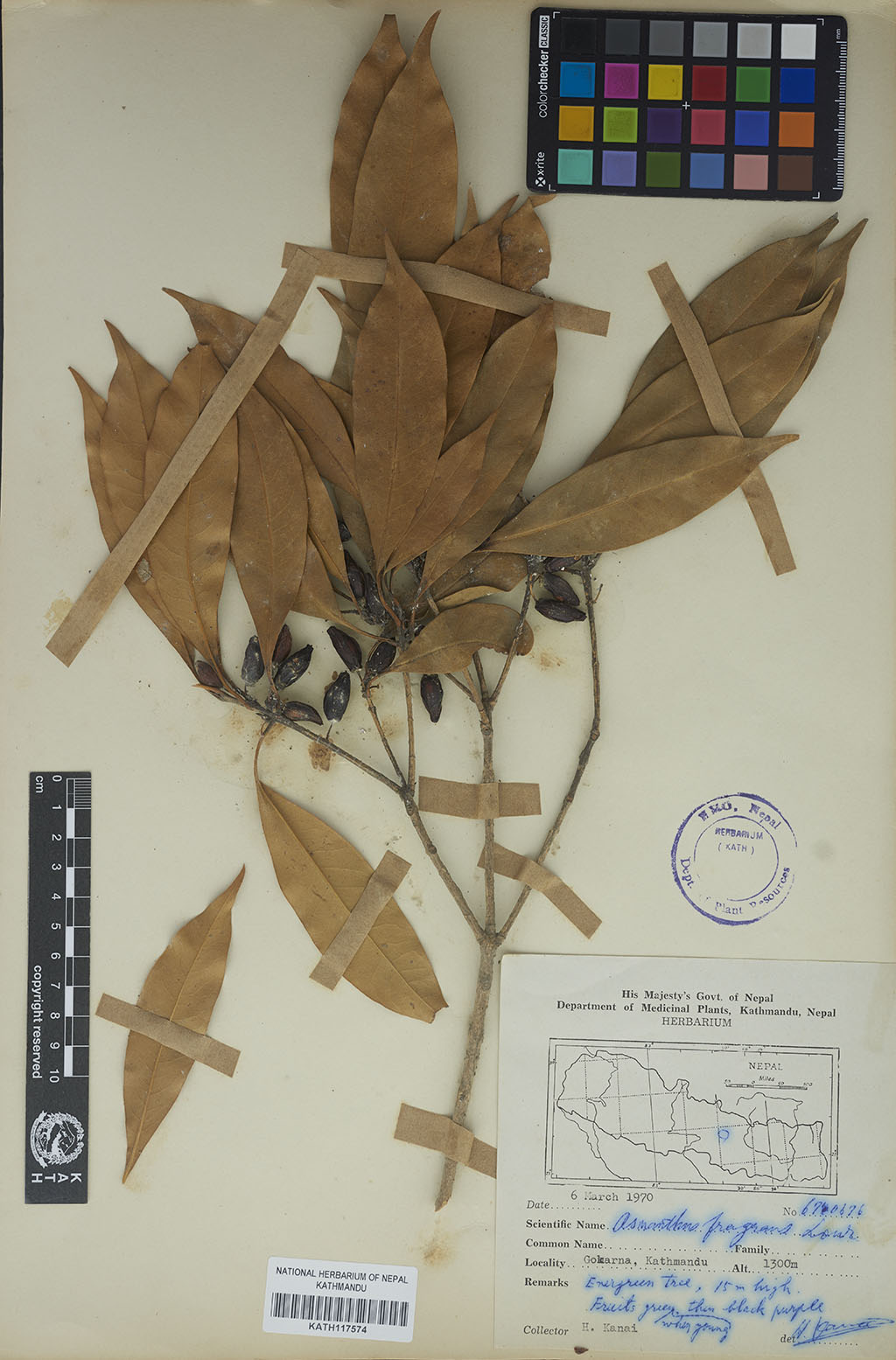 Osmanthus fragrans Lour.