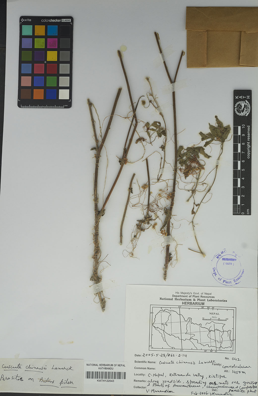 Cuscuta chinensis Lam. Cuscuta chinensis Lam.