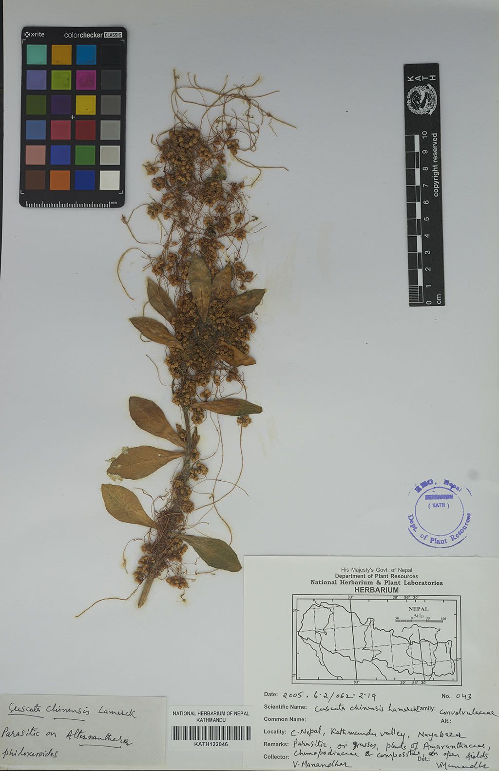 Cuscuta chinensis Lam. Cuscuta chinensis Lam.