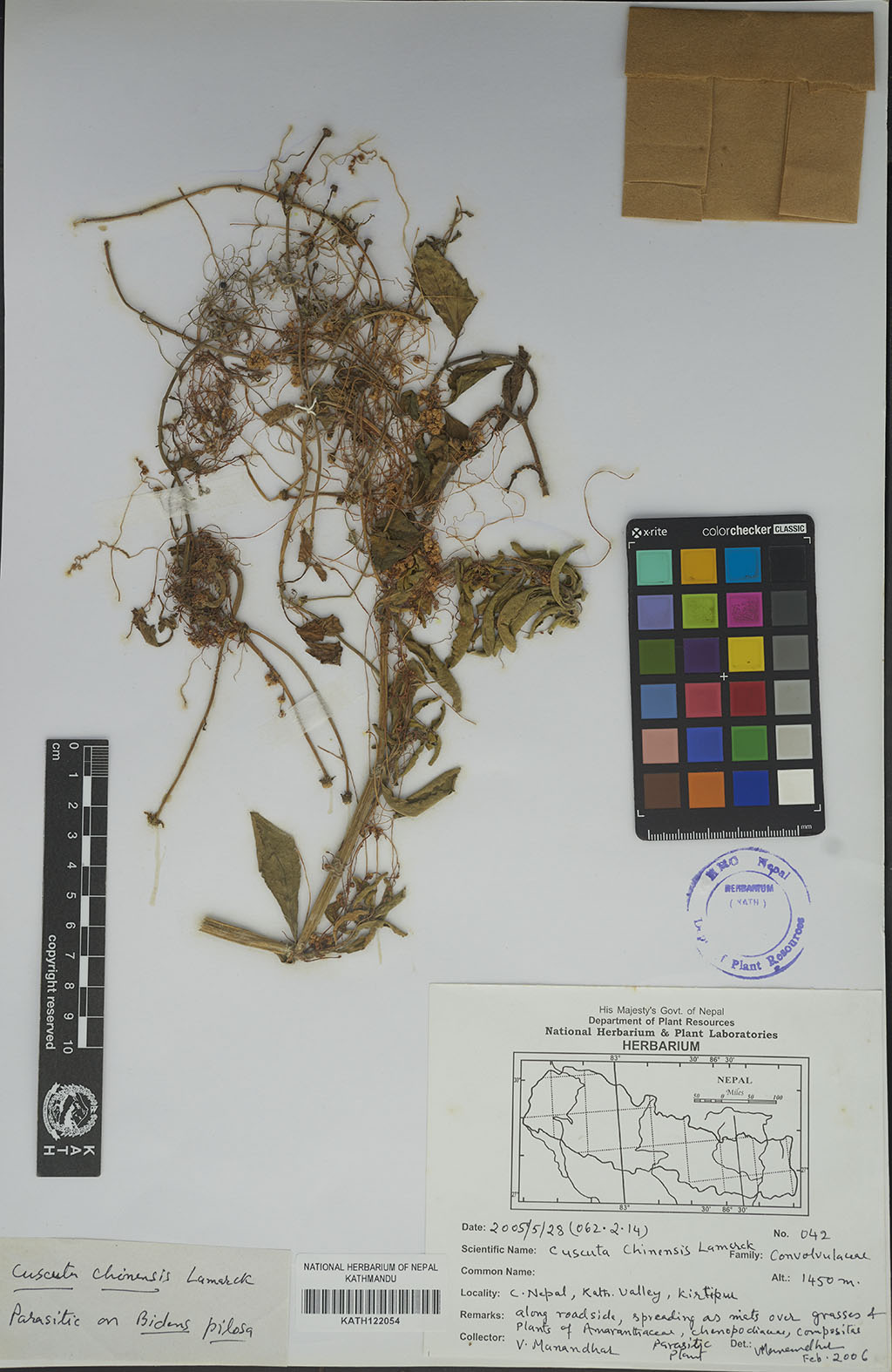 Cuscuta chinensis Lam. Cuscuta chinensis Lam.