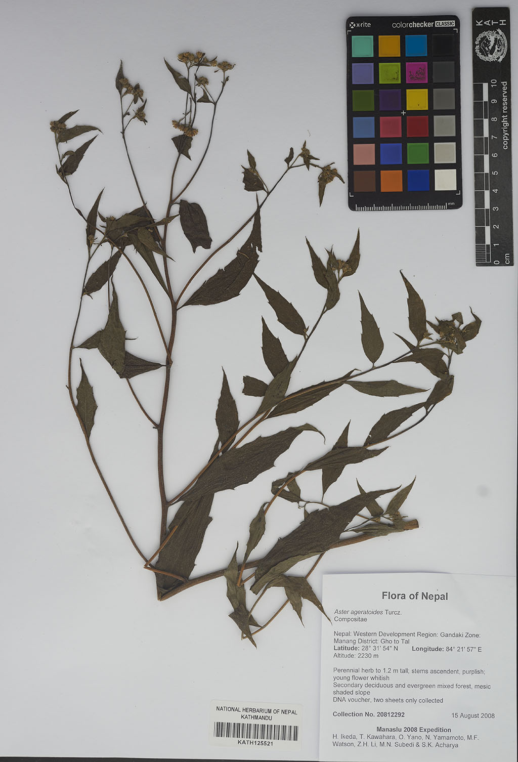 Aster ageratoides Turcz.