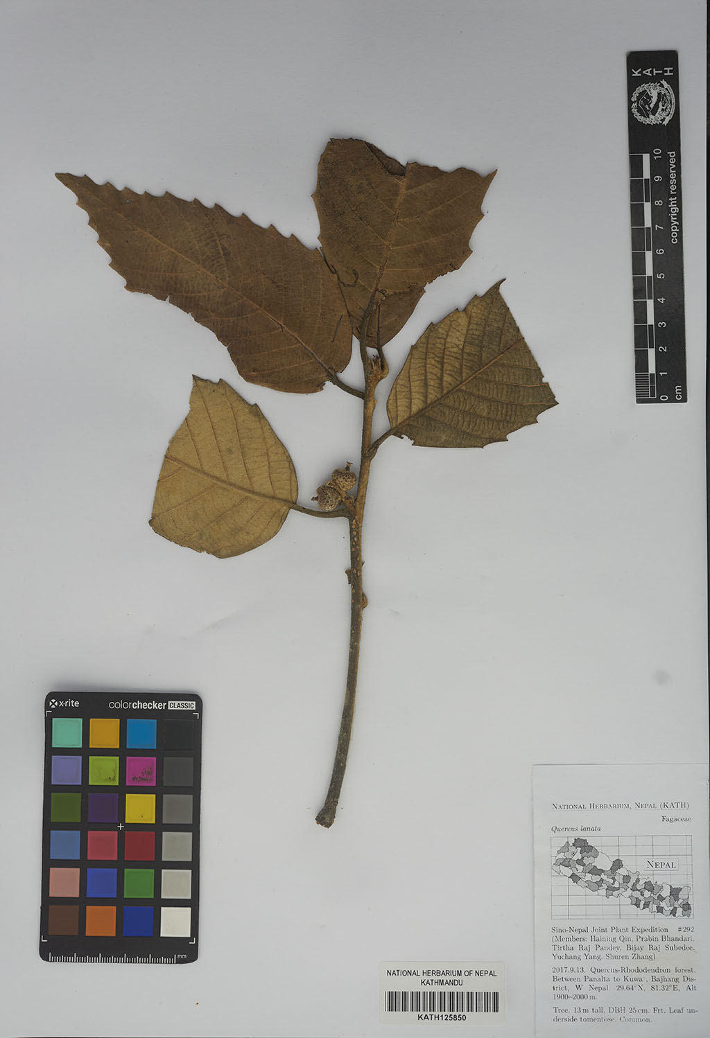 Quercus lanata Sm.