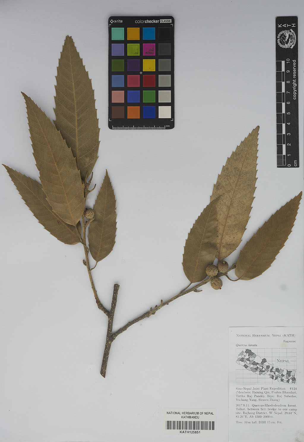 Quercus lanata Sm.