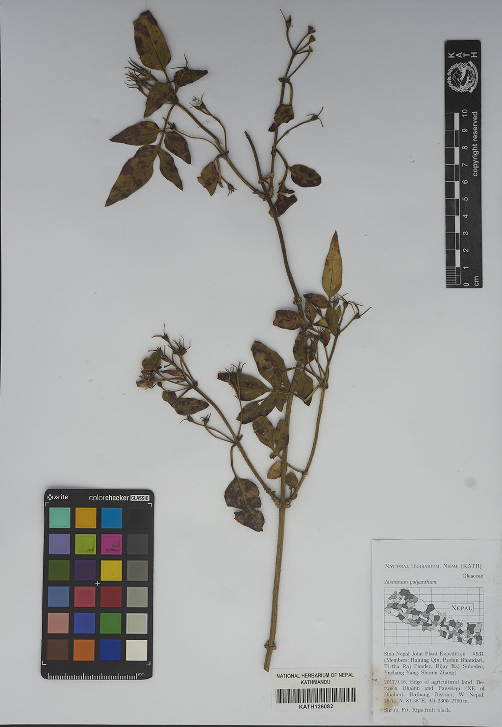 Jasminum polyanthum Franch.