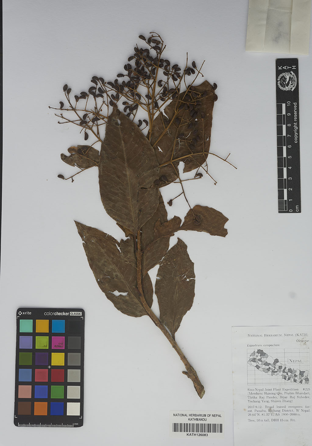 Ligustrum compactum (Wall. ex G.Don) Hook.f. & Thomson ex Brandis