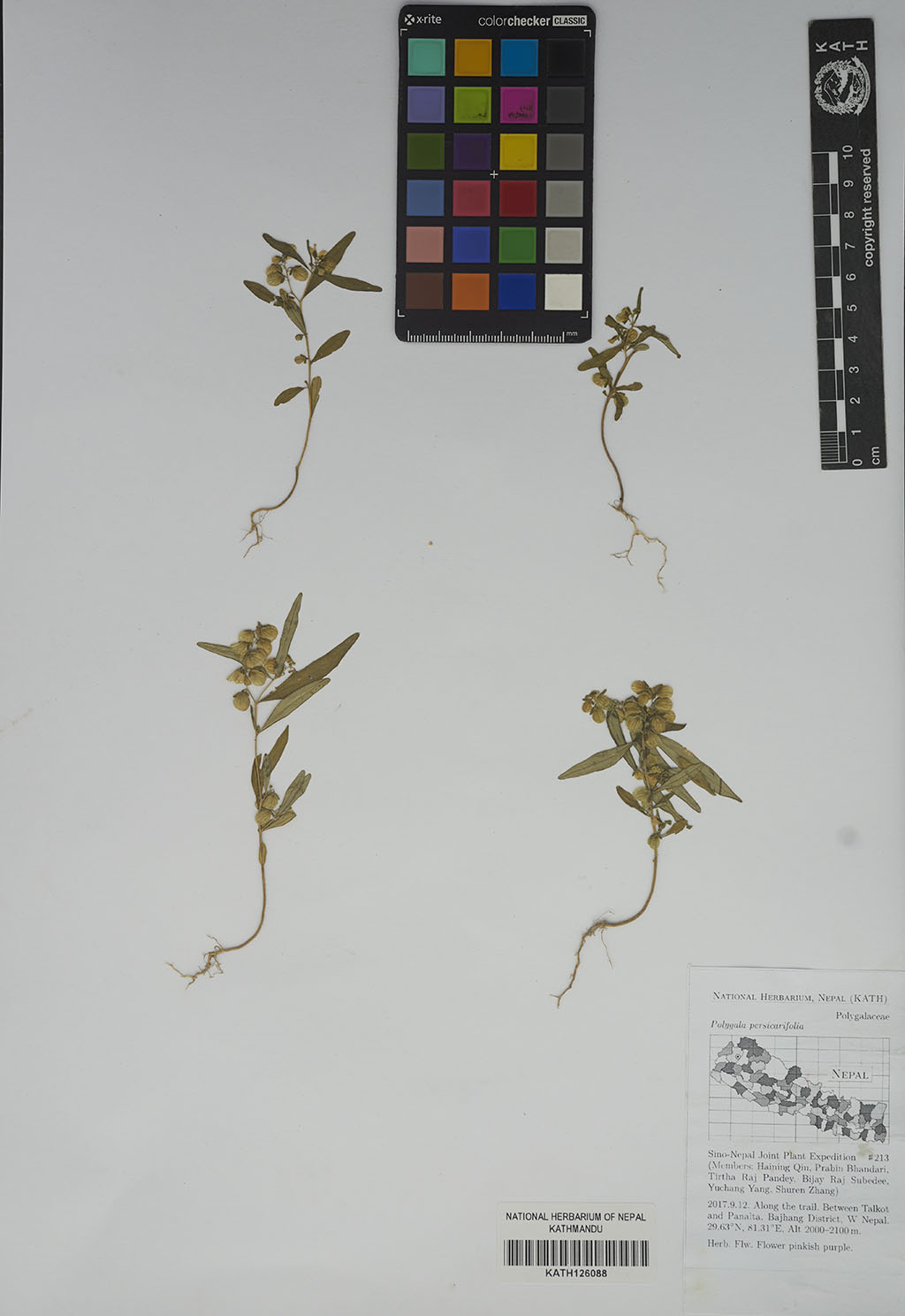 Polygala persicarifolia DC.