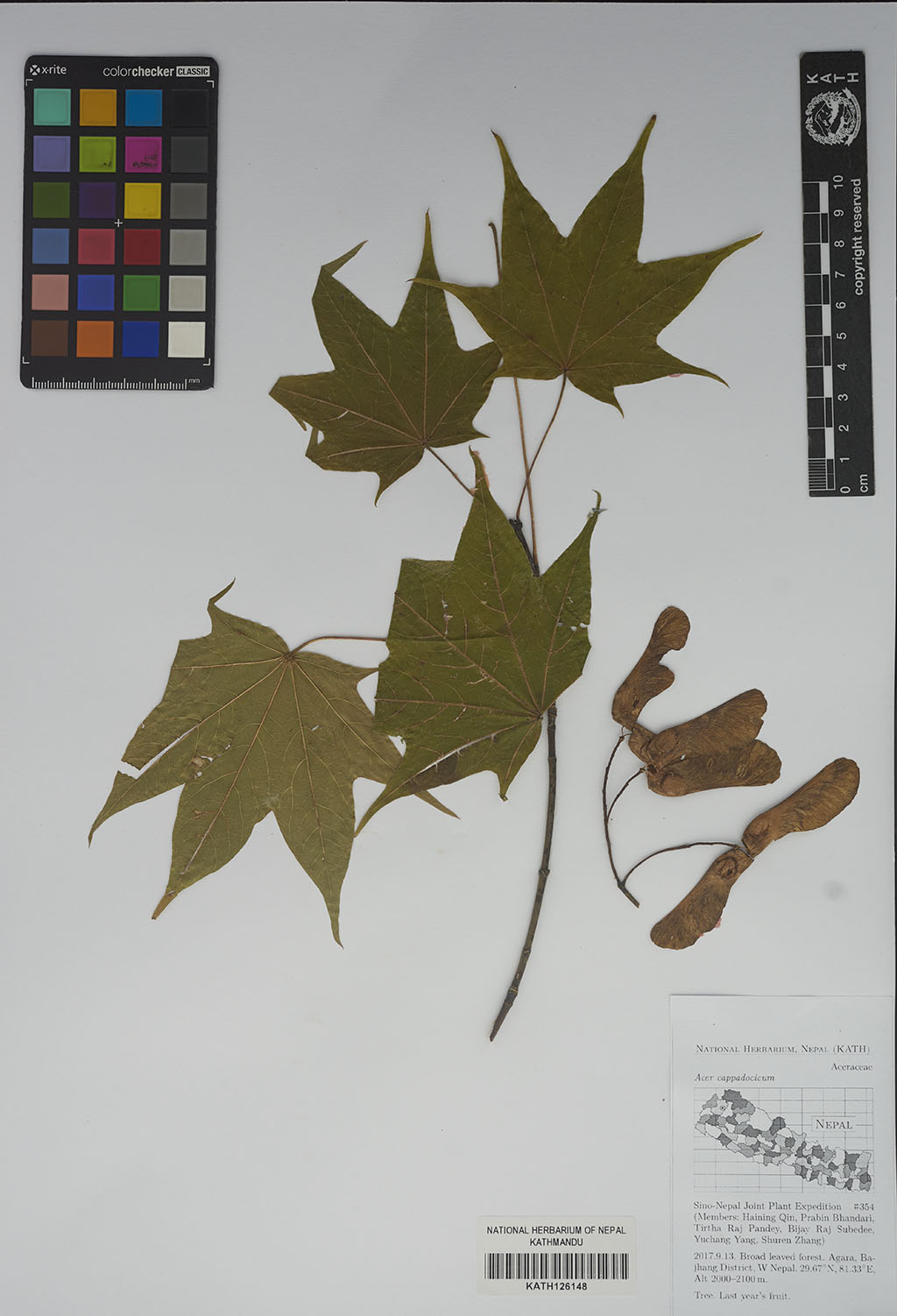 Acer cappadocicum Gled.