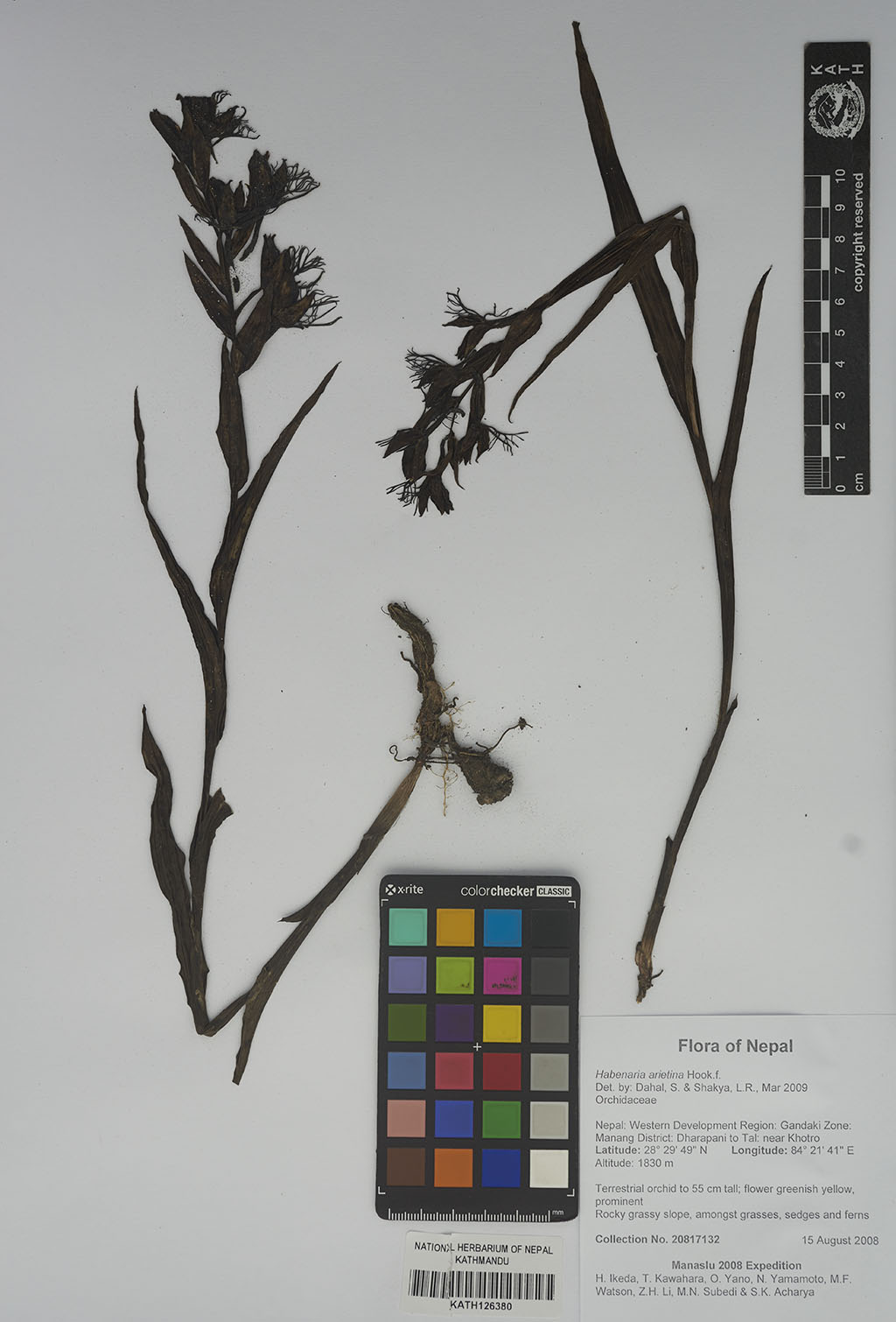 Habenaria arietina Hook.f. Habenaria arietina Hook.f.