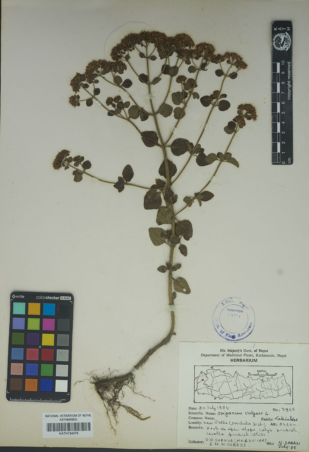 Origanum vulgare L.