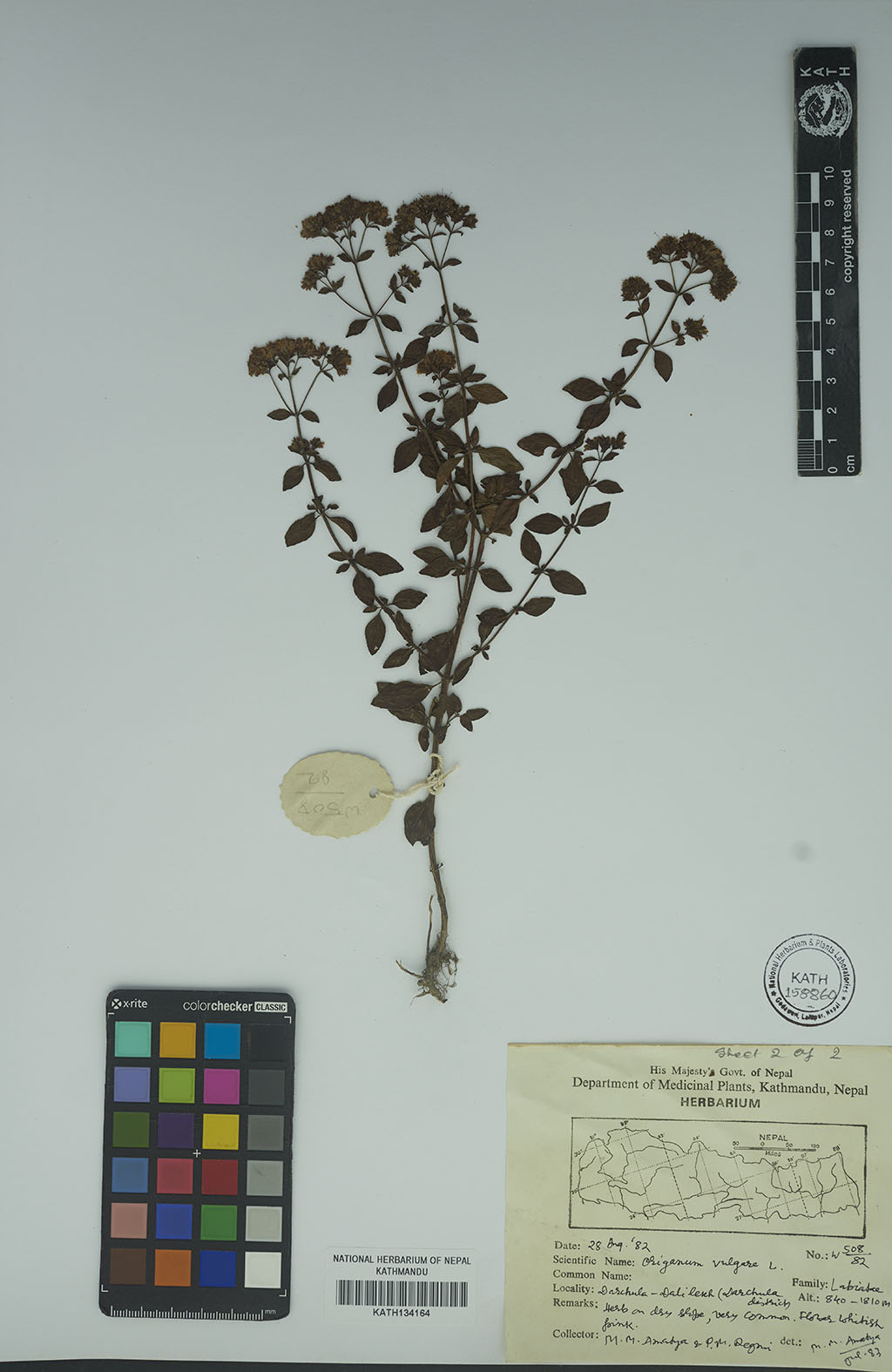 Origanum vulgare L.