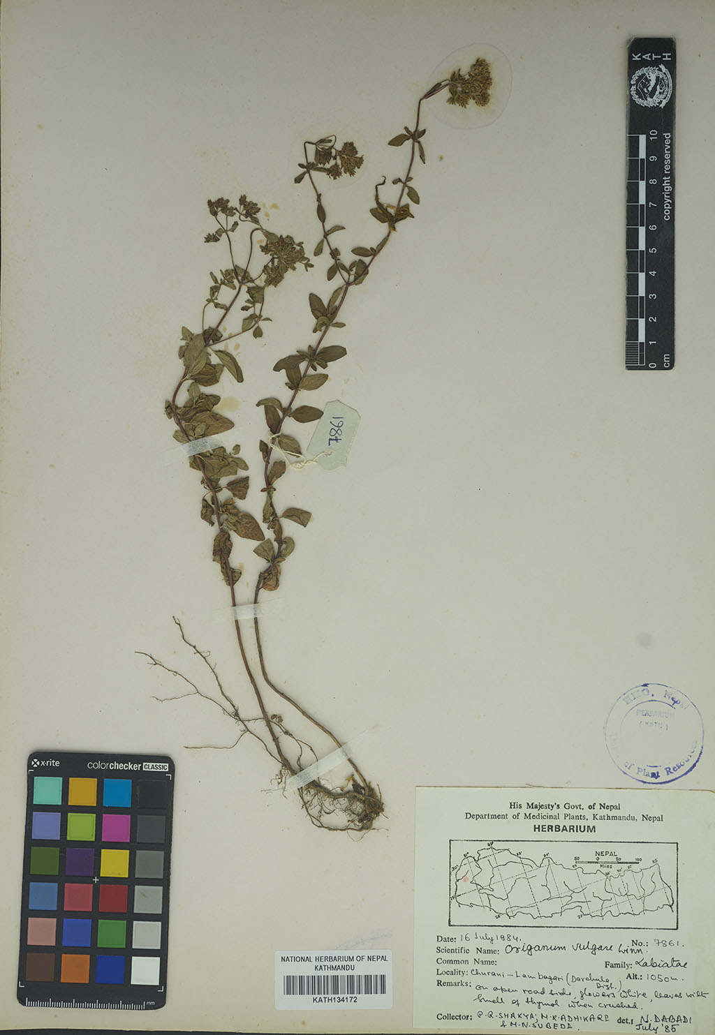 Origanum vulgare L.