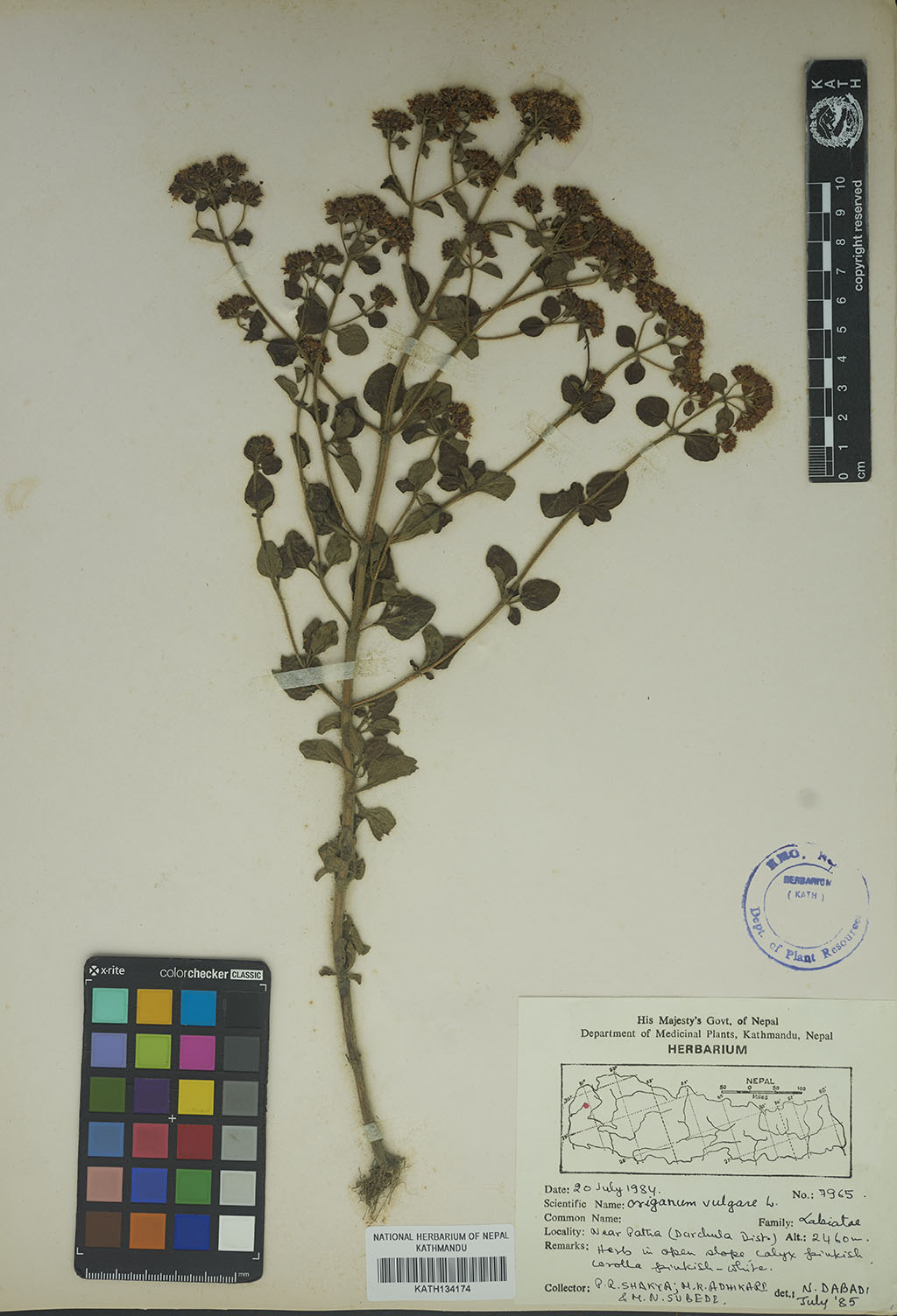 Origanum vulgare L.