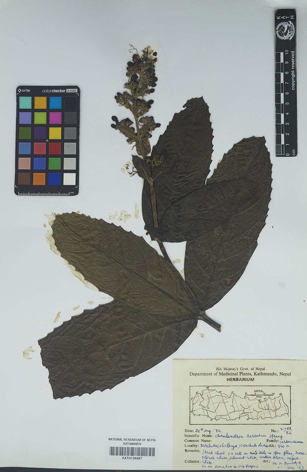 Clerodendrum serratum (L.) Moon