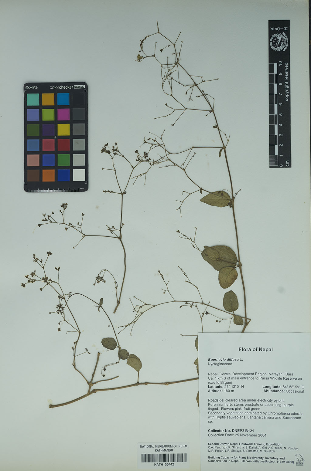 Boerhavia diffusa L.