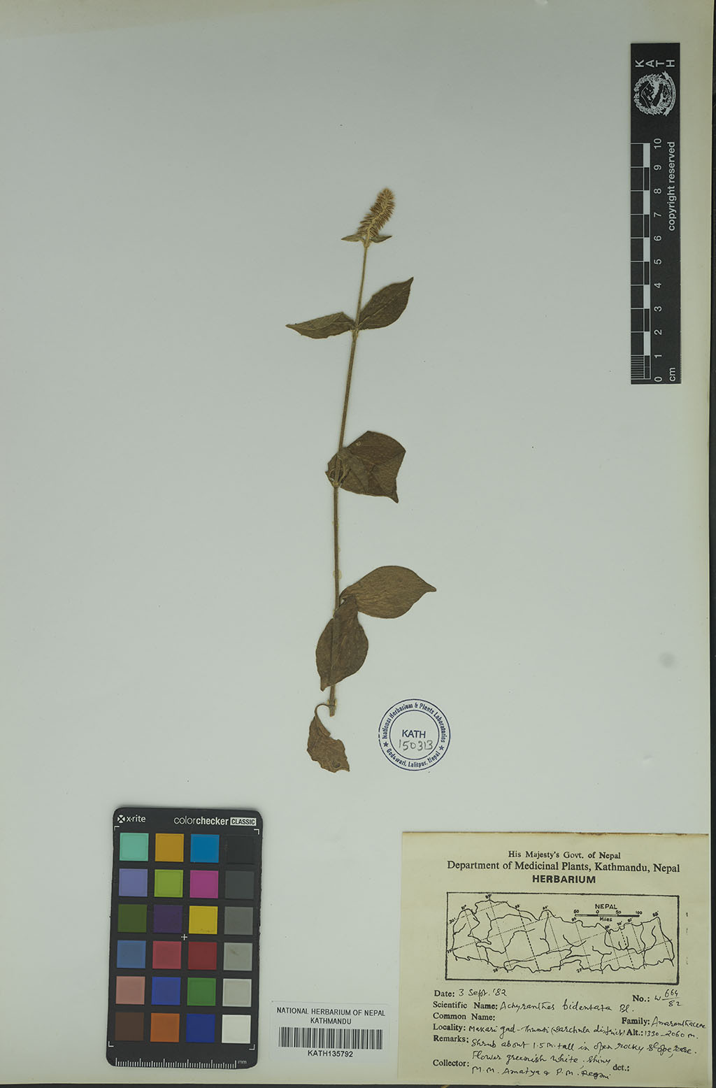 Achyranthes bidentata Blume