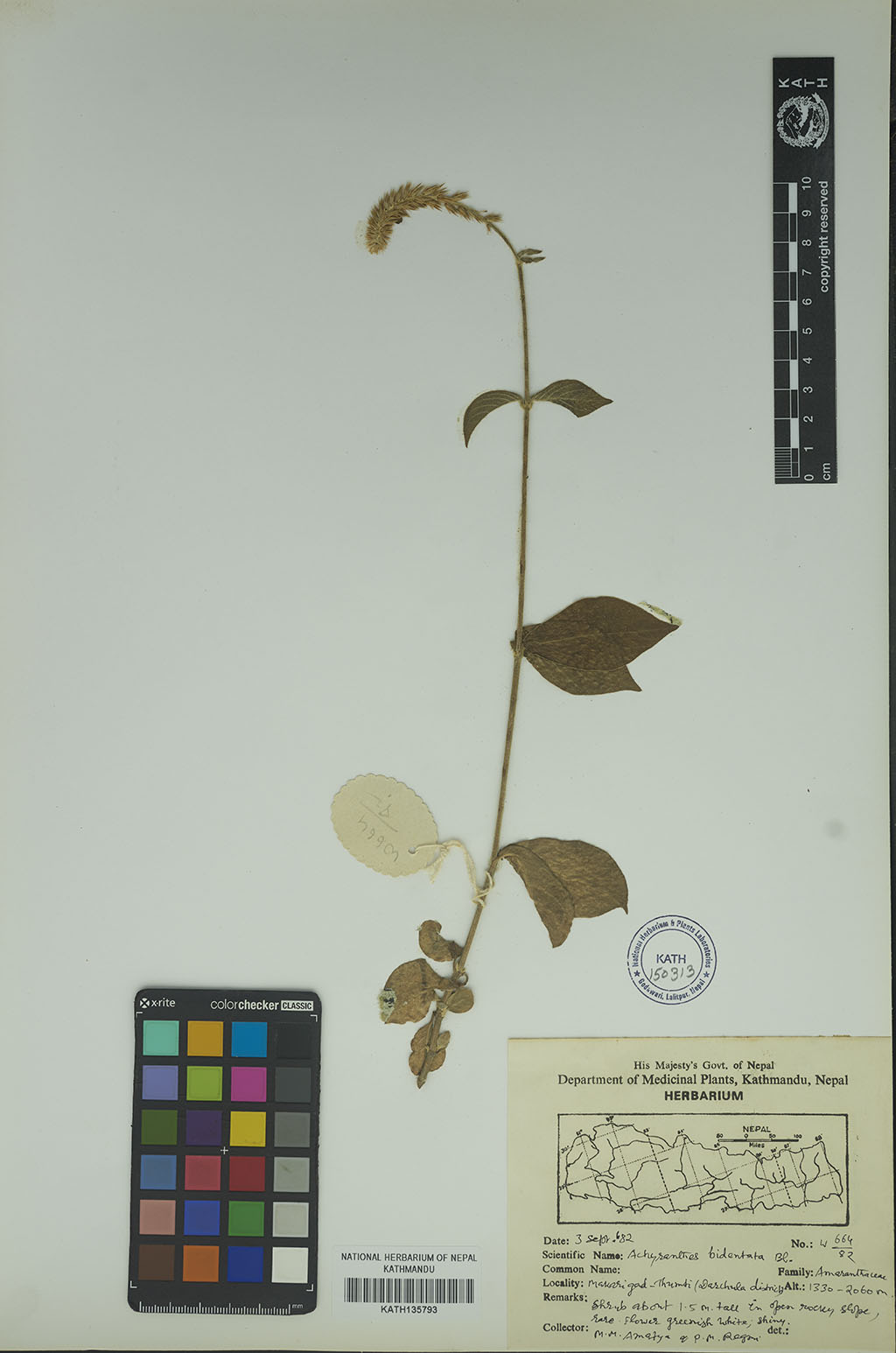 Achyranthes bidentata Blume